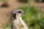 Meerkat