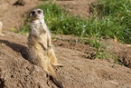 Meerkat