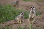 Meerkat