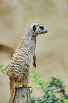 Surikat