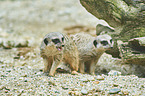Surikats