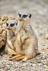 Surikats