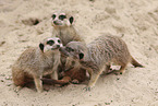suricats