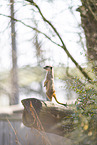 meerkat