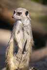 meerkat