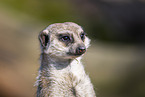 meerkat
