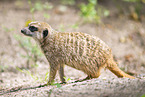 Meerkat