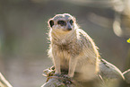 meerkat