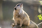 meerkat