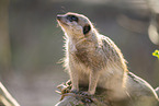 meerkat