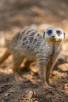 Meerkat
