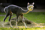 shorn Alpaca