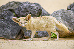 Fennec