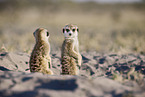 meerkat