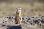 meerkat