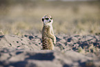 meerkat