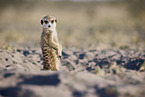 meerkat
