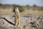 meerkat