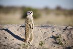meerkat