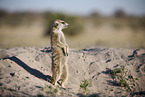 meerkat