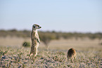 meerkat