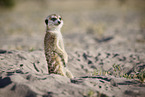 meerkat