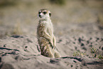 meerkat
