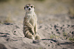 meerkat