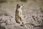meerkat