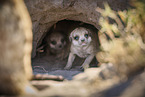 meerkat