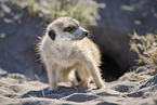 meerkat