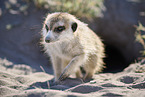 meerkat