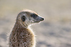 meerkat