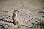 meerkat
