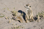 meerkat