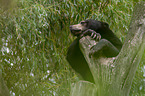 moon bear