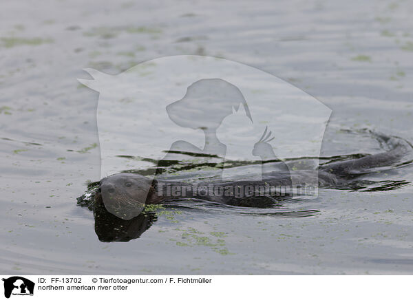 northern american river otter / FF-13702