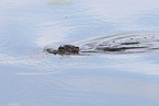 northern american river otter