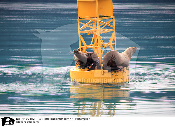 Stellersche Seelwen / Stellers sea lions / FF-02452