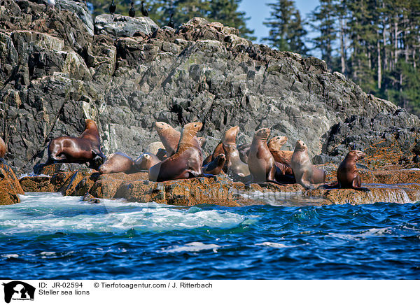 Stellersche Seelwen / Steller sea lions / JR-02594