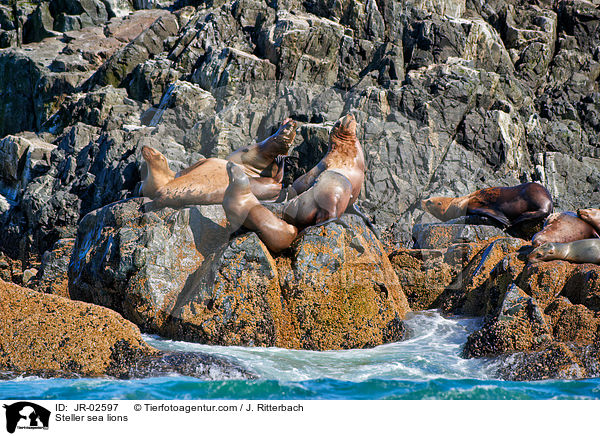 Stellersche Seelwen / Steller sea lions / JR-02597
