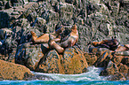 Steller sea lions