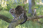 sitting Ocelot
