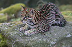 lying Ocelot