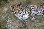 lying Ocelot