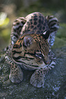 lying Ocelot