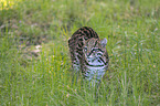 standing Ocelot