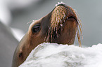 Patagonian sea lion