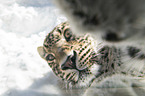 Persian Leopard