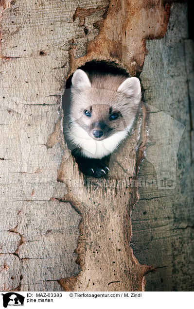 pine marten / MAZ-03383